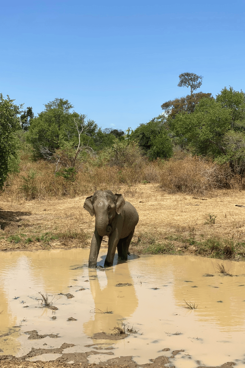 Elephant roaming in their natural habitat in Sri Lanka